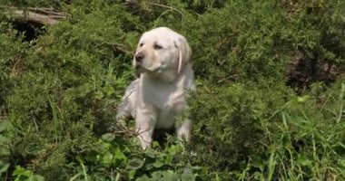 Sarı Labrador Retriever, Bitkisel hayatta köpek yavrusu, Normandiya, Yavaş Hareket 4k