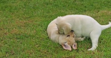 Sarı Labrador Retriever, Çimlerde Oynayan Yavrular, Fransa 'da Normandiya, Yavaş Hareket 4k