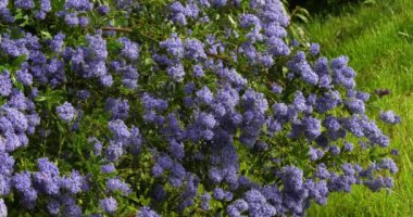 Baharda çiçek açan Ceanothus, Fransa 'da Normandiya