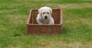 Sarı Labrador Retriever, Yavru Köpek Sepette Oynuyor, Fransa 'da Normandiya, Yavaş Hareket 4k