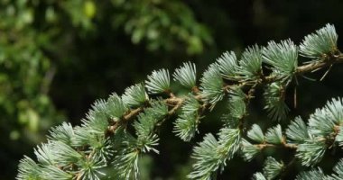 Lübnan 'dan Rüzgar ve Sedir, Fransa' dan Cedrus Sp., Fransa 'dan Normandiya, Yavaş Hareket 4k