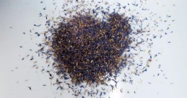 Yabanmersini tohumu, sentaurea siyanus, Beyaz Arkaplanda Düşmek, Ağır çekim 4k