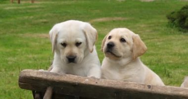 Labrador Retriever, Wheelbarrow 'daki iki sarı yavru, Fransa' daki Normandiya, Slow Motion 4k