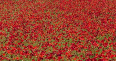Haşhaş tarlası, papaver rhoeas, çiçek açmış, Rüzgar, Hırvatistan 'ın Sibenik kenti yakınlarında, yavaş çekim 4k