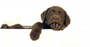 Kahverengi Labrador Retriever, Yavru Köpek Beyaz Arkaplanda Bir Kutuda Duruyor, Normandiya, Yavaş Hareket 4k