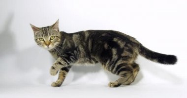 Kahverengi Tekir Kedi, Beyaz Arkaplanda Kedicik, Yavaş Çekim 4k