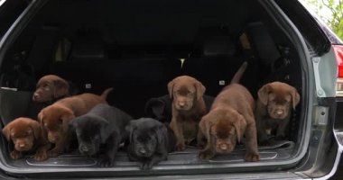 Brown ve Black Labrador Retriever, Bagajdaki Yavrular, Fransa 'daki Normandiya, Slow Motion 4k