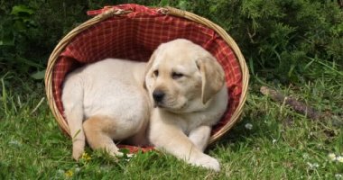 Sarı Labrador Retriever, Yavru Köpek Sepette Oynuyor, Normandiya, Yavaş Hareket 4k