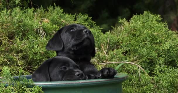 ブラックラブラドールレトリバー 花のポットで遊ぶ子犬 ノルマンディー スローモーション4K — ストック動画