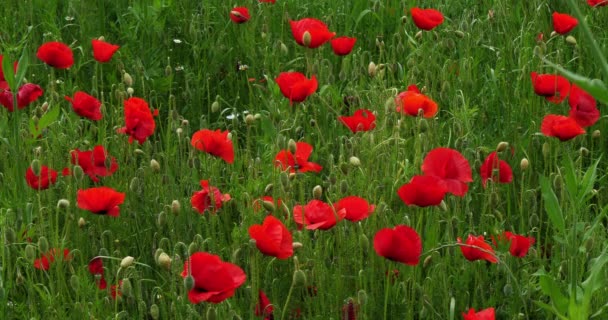 Poppies Field Papaver Rhoeas Bloom Sibenik Croatia Slow Motion — Stock Video