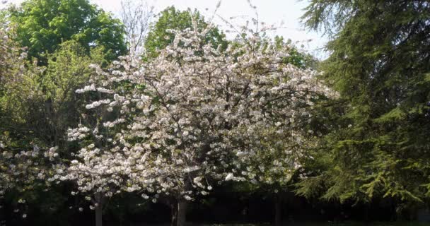 Ανθισμένη Κερασιά Prunus Νορμανδία Στη Γαλλία Αργή Κίνηση — Αρχείο Βίντεο