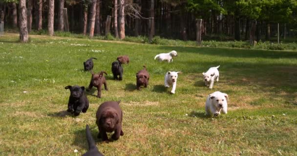 Sárga Barna Fekete Labrador Retriever Kiskutyák Fut Gyep Normandia Franciaországban — Stock videók