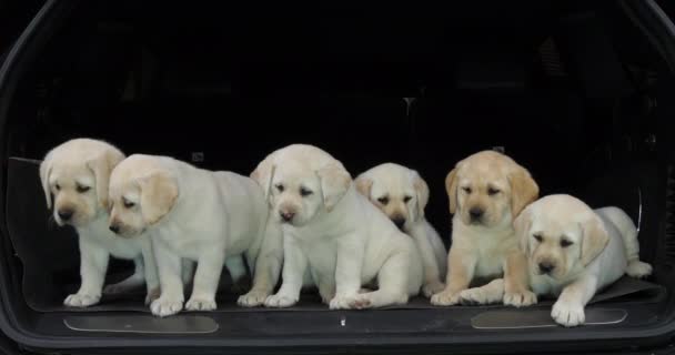 Yellow Labrador Retriever Puppies Kofferbak Van Een Auto Normandië Frankrijk — Stockvideo