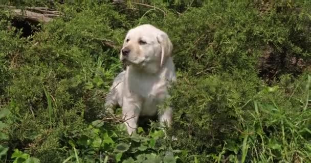 Žlutý Labrador Retrívr Štěně Vegetaci Normandie Pomalý Pohyb — Stock video