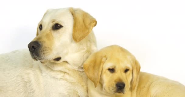 Amarillo Labrador Retriever Perra Cachorro Sobre Fondo Blanco Normandía Cámara — Vídeo de stock