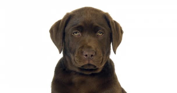 Brown Labrador Retriever, Portrait de chiot sur fond blanc, Normandie, ralenti 4K 