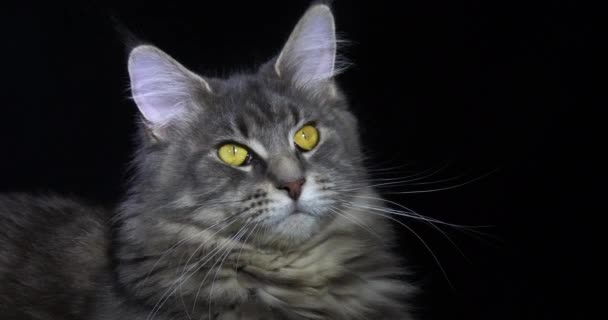 Blue Blotched Tabby Maine Coon Domestic Cat Portrait Female Black — ストック動画