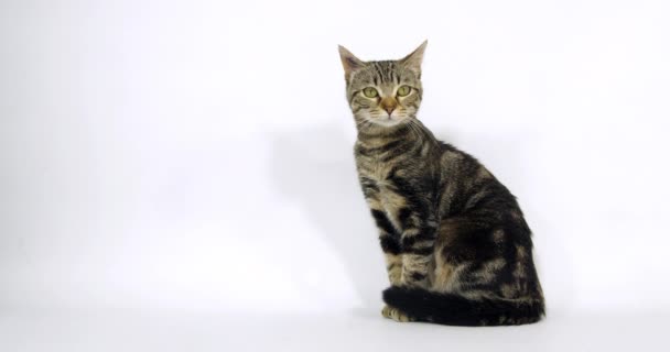 Brown Tabby Gato Doméstico Coño Sentado Sobre Fondo Blanco Cámara — Vídeos de Stock