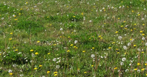 Λιβάδι Λουλούδια Πικραλίδα Taraxacum Officinale Νορμανδία Στη Γαλλία Αργή Κίνηση — Αρχείο Βίντεο