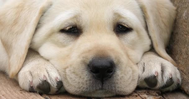 Labrador Retriever Yellow Puppy Slapend Een Kruiwagen Normandië Frankrijk Slow — Stockvideo