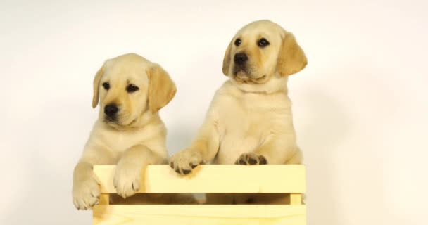 Yellow Labrador Retriever Κουτάβια Παίζοντας Ένα Κουτί Λευκό Φόντο Νορμανδία — Αρχείο Βίντεο