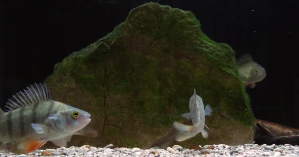 Perca Europea Perca Fluviatilis Peces Agua Dulce Cámara Lenta — Vídeo de stock