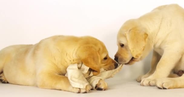 Amarillo Labrador Retriever Cachorros Jugando Con Una Toalla Plato Sobre — Vídeo de stock