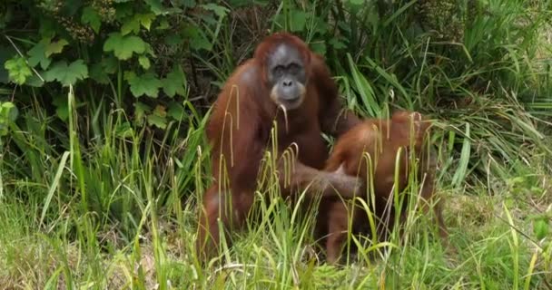 Orang Utan Pongo Pigmaeus Matka Bawiąca Się Young Zwolnione — Wideo stockowe