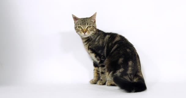 Brown Tabby Gato Doméstico Coño Sentado Sobre Fondo Blanco Cámara — Vídeos de Stock