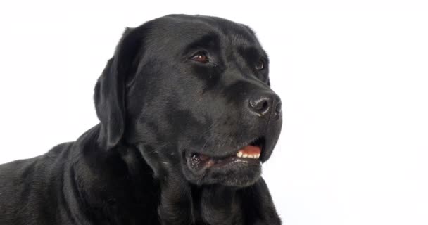 Labrador Retriever Noir Portrait Chienne Sur Fond Blanc Normandie Ralenti — Video