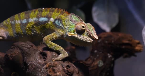 Vuxna Panther Chameleon Står Filial Madagaskar — Stockvideo