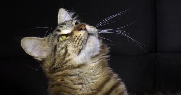 Brown Blotched Tabby Maine Coon Inhemsk Katt Porträtt Man Mot — Stockvideo