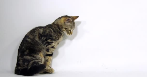 Brown Tabby domácí kočka, kočička sedí a olizuje si tlapku na bílém pozadí, pomalý pohyb 4k