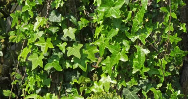 Ivy Hedera Helix Fransa Normandiya Yavaş Çekim — Stok video