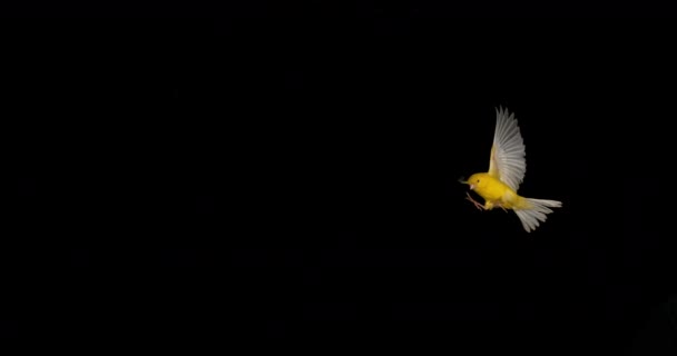 Yellow Canary Serinus Canaria Volwassene Vlucht Tegen Zwarte Achtergrond Slow — Stockvideo