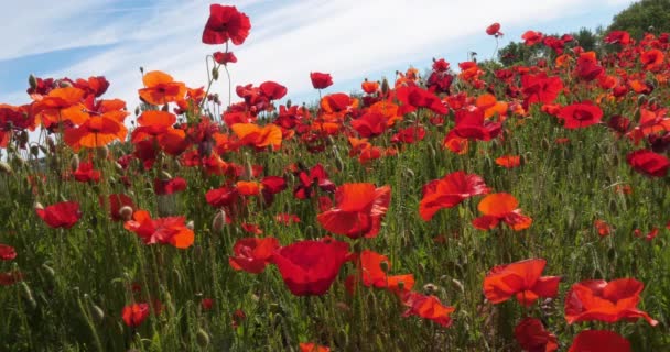 Campo Amapolas Papaver Rhoeas Flor Cerca Sibenik Croacia Cámara Lenta — Vídeo de stock