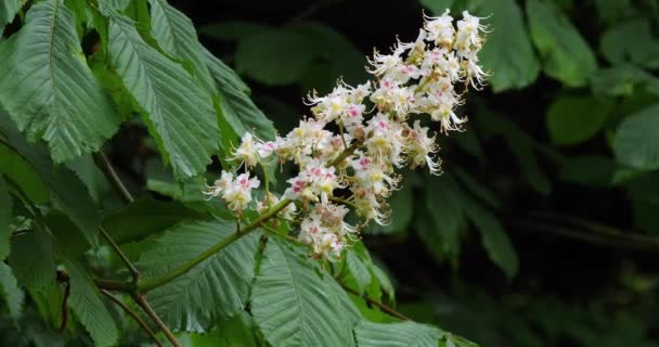 Wind Paard Kastanje Aesculus Hippocastanum Bloeiende Boom Normandië Frankrijk Slow — Stockvideo