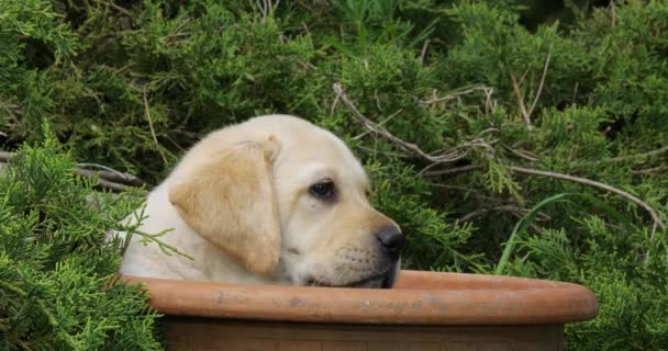 Yellow Labrador Retriever Puppy Παίζοντας Ένα Flowerpot Νορμανδία Αργή Κίνηση — Αρχείο Βίντεο