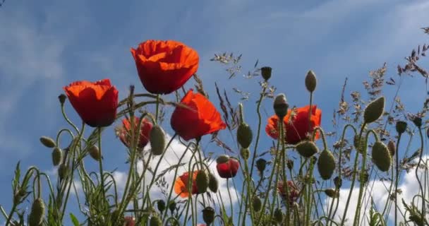 Poppies field, papaver rhoeas, in bloom, Wind, Blue Sky, Normandy in France, slow motion 4K