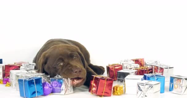 Brown Labrador Retriever Puppy Ajándékok Fehér Háttér Normandia Lassú Mozgás — Stock videók