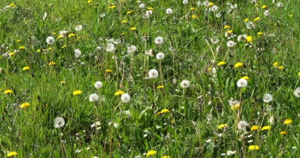 Meadow Dandelion Flowers Taraxacum Officinale Norfely France Slow Motion — стоковое видео