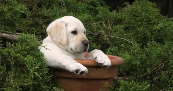 Yellow Labrador Retriever Puppy Playing Flowerpot Normandy Slow Motion — стокове відео