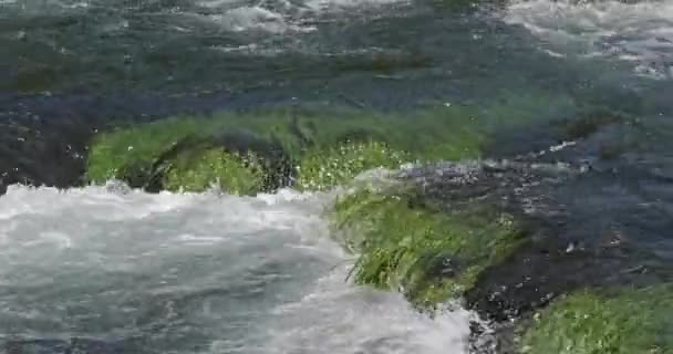 Rog Waterfall Roski Slap Krka Natural Park Perto Sibenik Damaltia — Vídeo de Stock