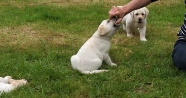 Sarı Labrador Retriever, Yavru Köpek Bahçede Sahibesiyle Oynuyor, Fransa 'da Normandiya, Slow Motion 4k