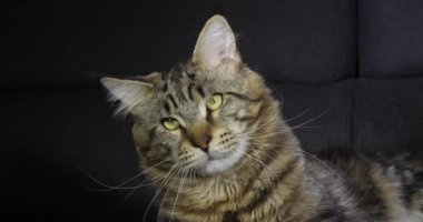 Kahverengi Çizgili Tabby Maine Rakun Evcil Kedi, Siyah Arkaplan Karşısında Erkek Portresi, Fransa 'da Normandiya, Ağır çekim 4k