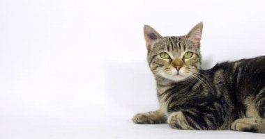 Kahverengi Tekir Kedi, Beyaz Arkaplanda Bir Kukunun Portresi, Miyavlama, Yavaş Hareket 4k