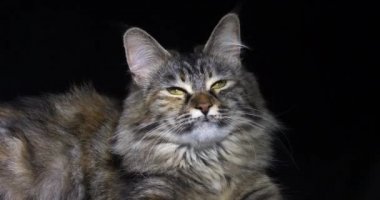 Tortie Maine Rakun Evcil Kedi, Siyah Arkaplan 'a karşı yatan Kadın, Yalama, Fransa' da Normandiya, Ağır çekim 4k