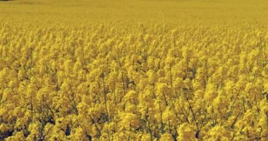 Tecavüz alanı, brassica napus, Normandiya, Ağır çekim 4k