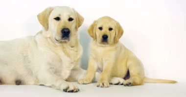 Sarı Labrador Retriever, Kaltak ve Köpek Beyaz Arkaplanda, Normandiya, Yavaş Hareket 4k