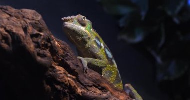 Madagaskar, Branch 'ta duran Yetişkin Panter Bukalemunu 